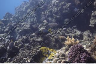 Photo Reference of Coral Sudan Undersea 0055